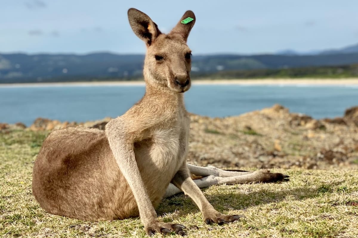 NSW Scientists Rescue Isolated Kangaroo Mob with New Plan - Image 5
