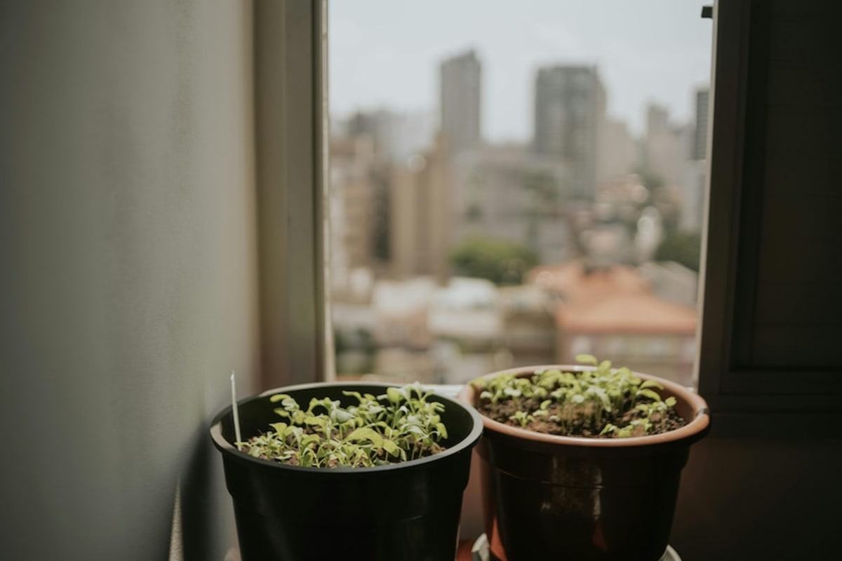 Indoor Gardening Grows Fresh Food in Tiny Apartments - Image 3
