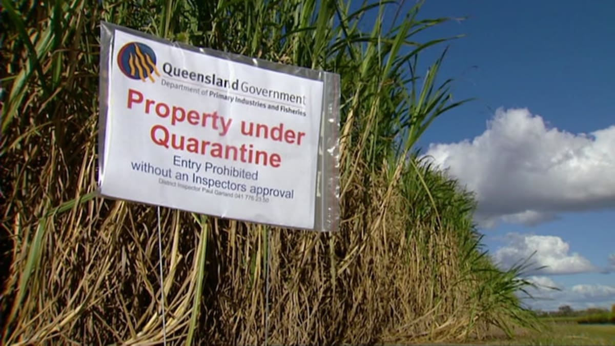 Fungal Disease Made Australia's Sugar Industry Stronger - Image 3