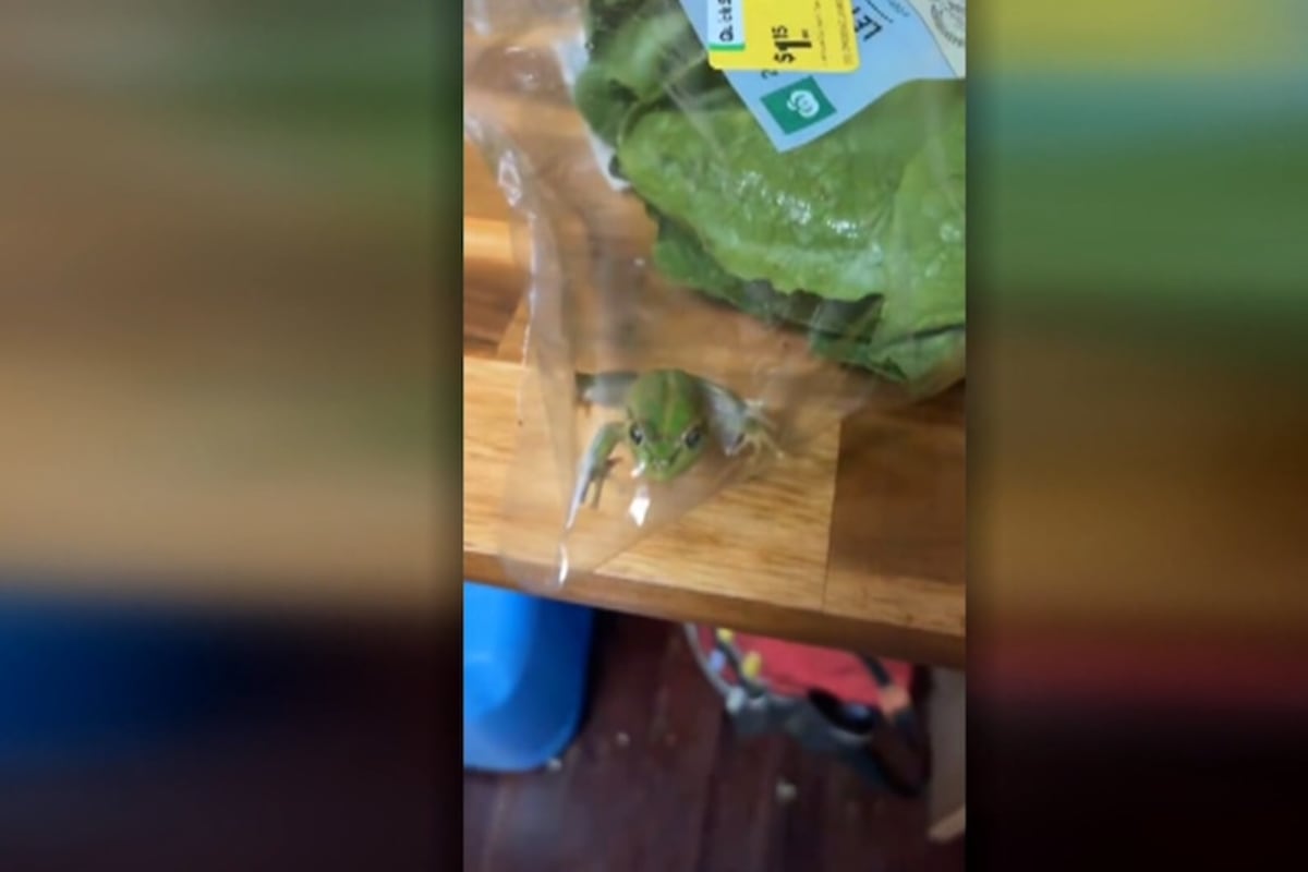 Live Frog Survives 700km Journey in Lettuce Bag - Image 5