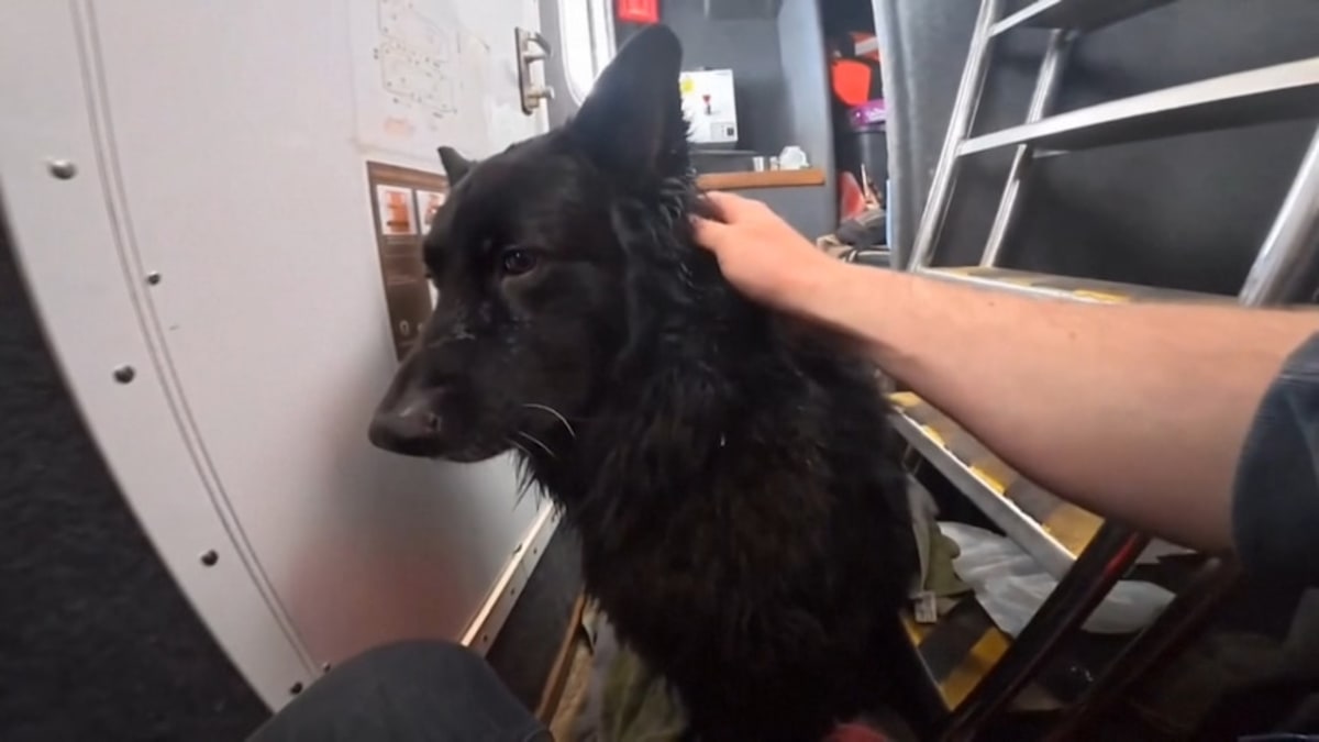 Dog Rescued 2.5 Miles Out to Sea After Kayak Blows Away - Image 3