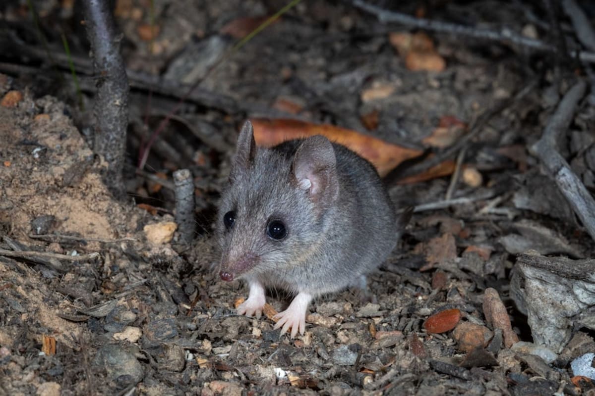 Tiny Marsupials Thrive in Fire-Proof Homes After Bushfire - Image 5