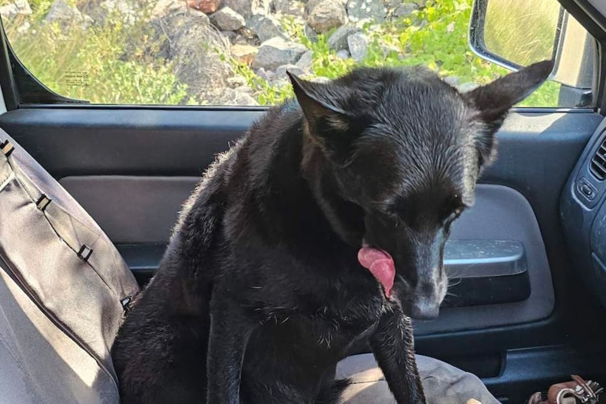 Kelpie Milli Survives Crocodile Attack at Lake Argyle - Image 4