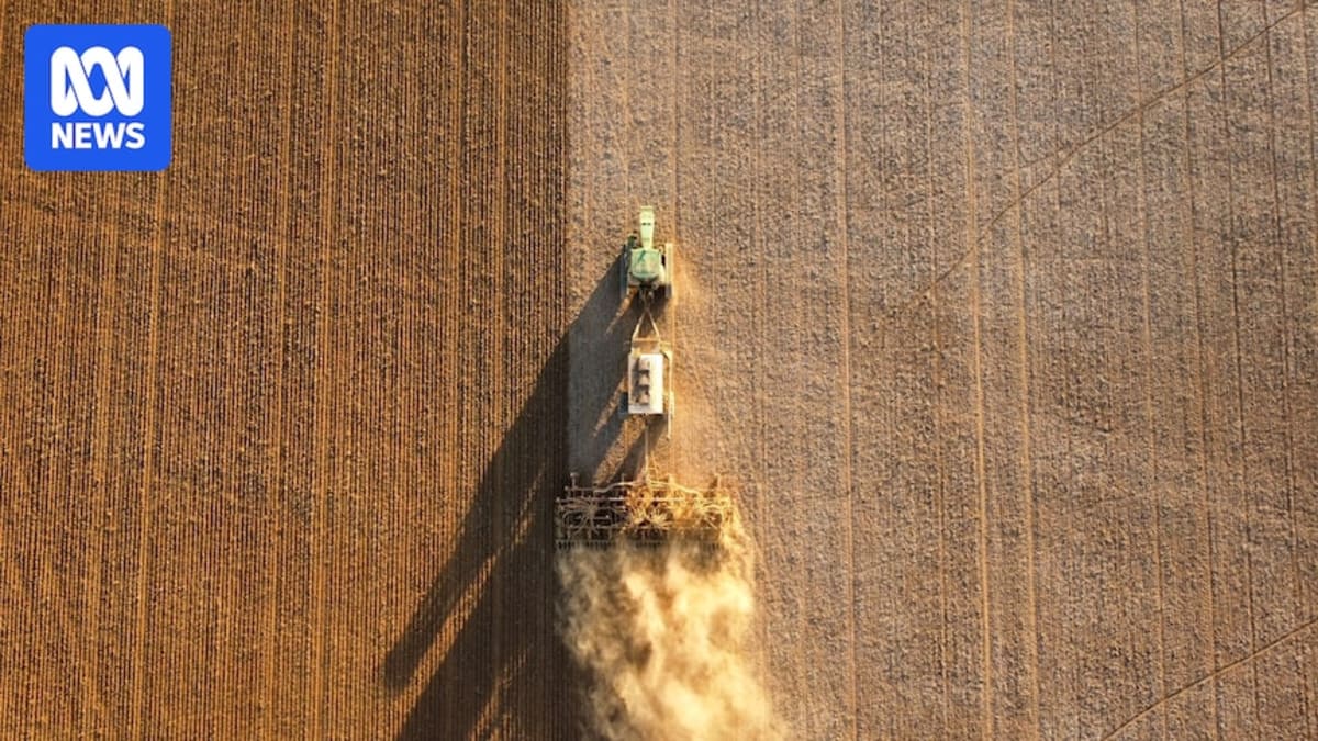 South Australian farmer James Venning standing in green canola field planted early after record rainfall