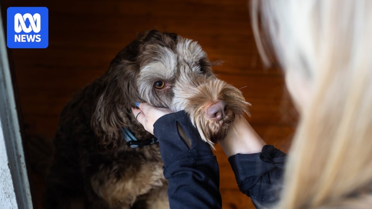 Woman reunited with her dog after escaping domestic violence with RSPCA help