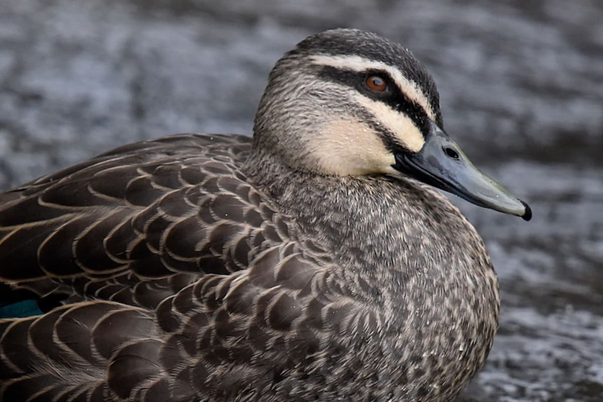 Tasmania Races to Save Native Duck Before It's Too Late - Image 3