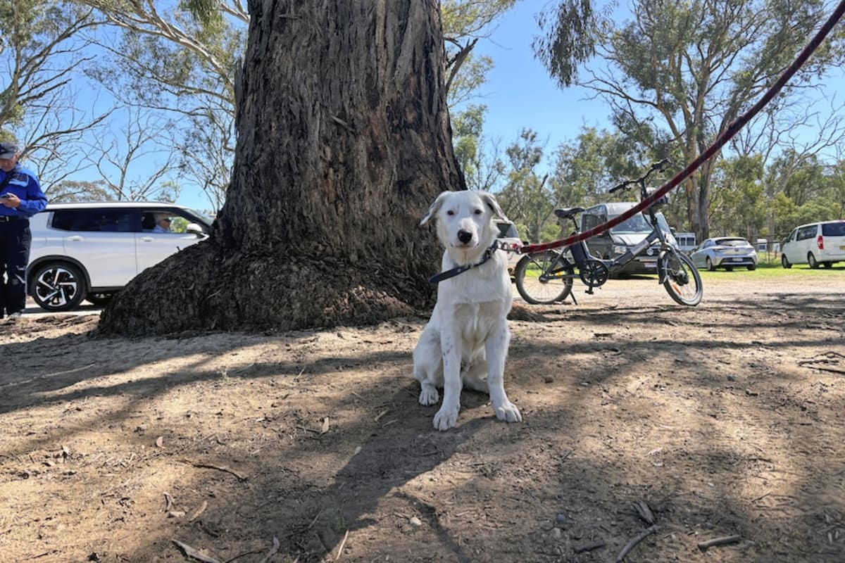 Rhino Zookeeper Wins Top Honors at Sheep Dog Trials - Image 4