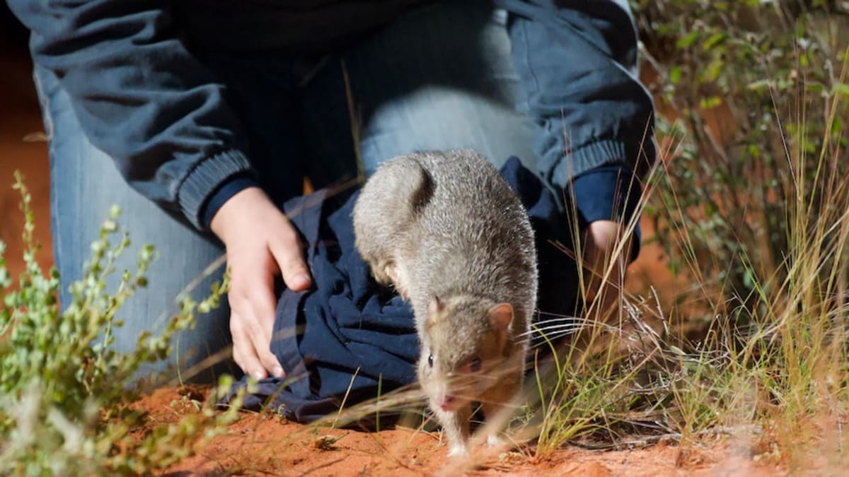 Burrowing Bettongs Return to Outback After Decades - Image 2