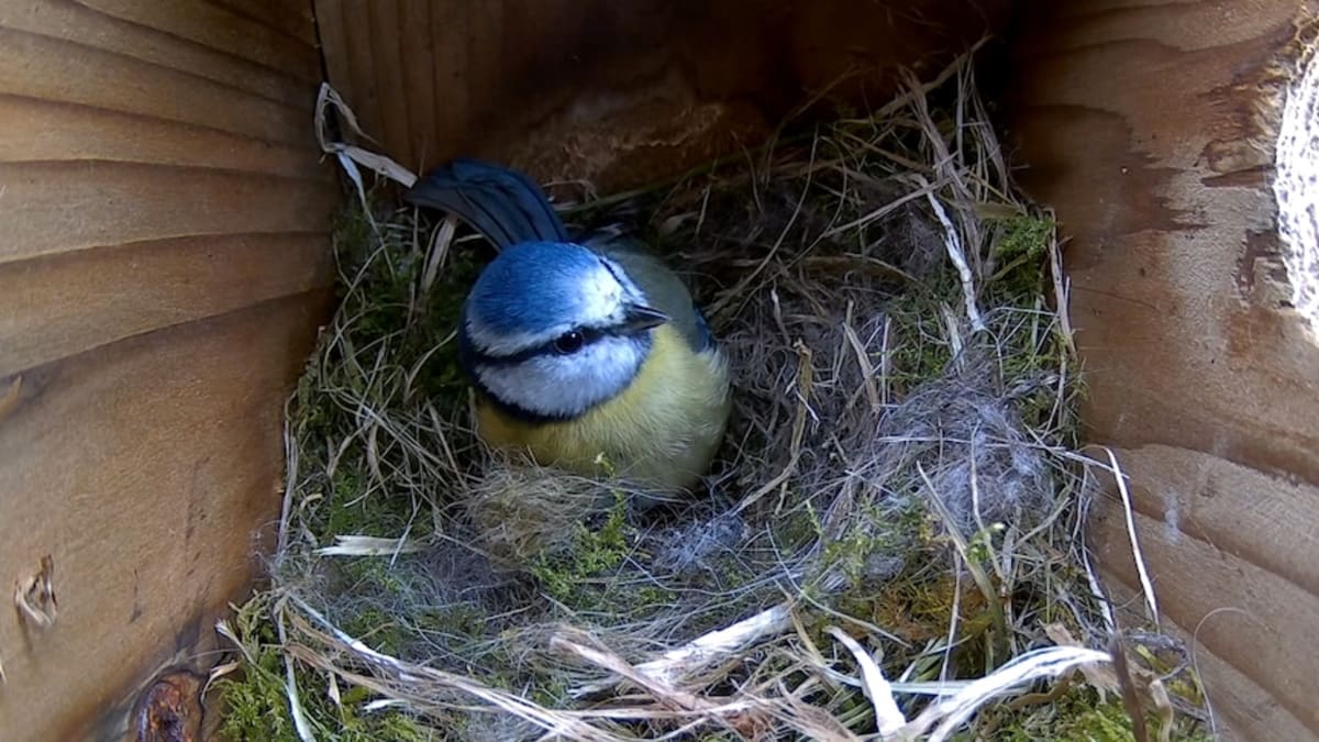 Irish Birdwatcher's Livestream Brings Joy to Thousands - Image 3
