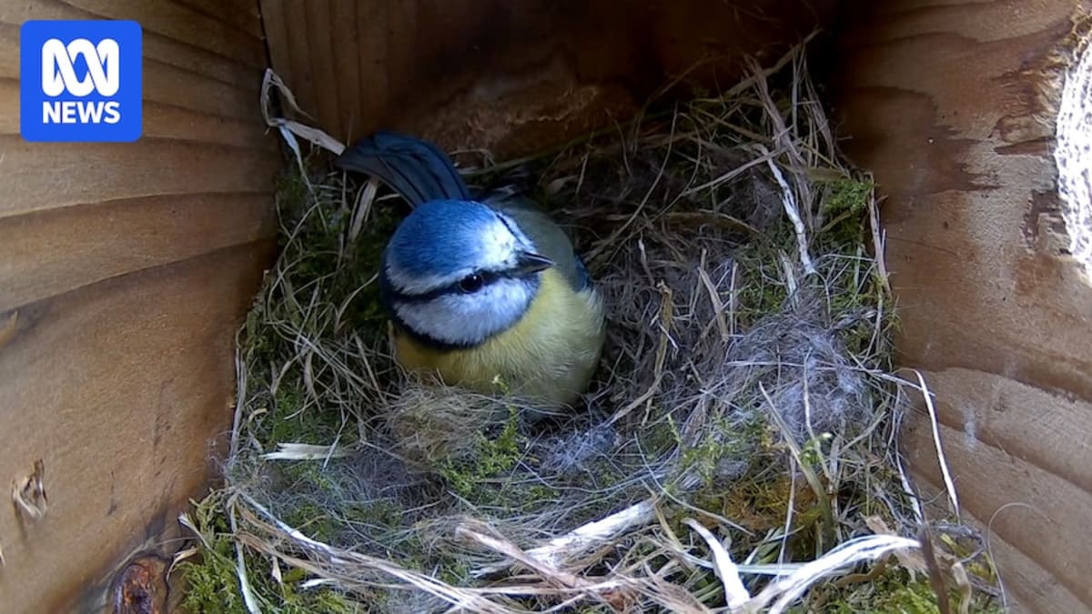 Two small bluetit birds inside wooden nesting box with six baby chicks