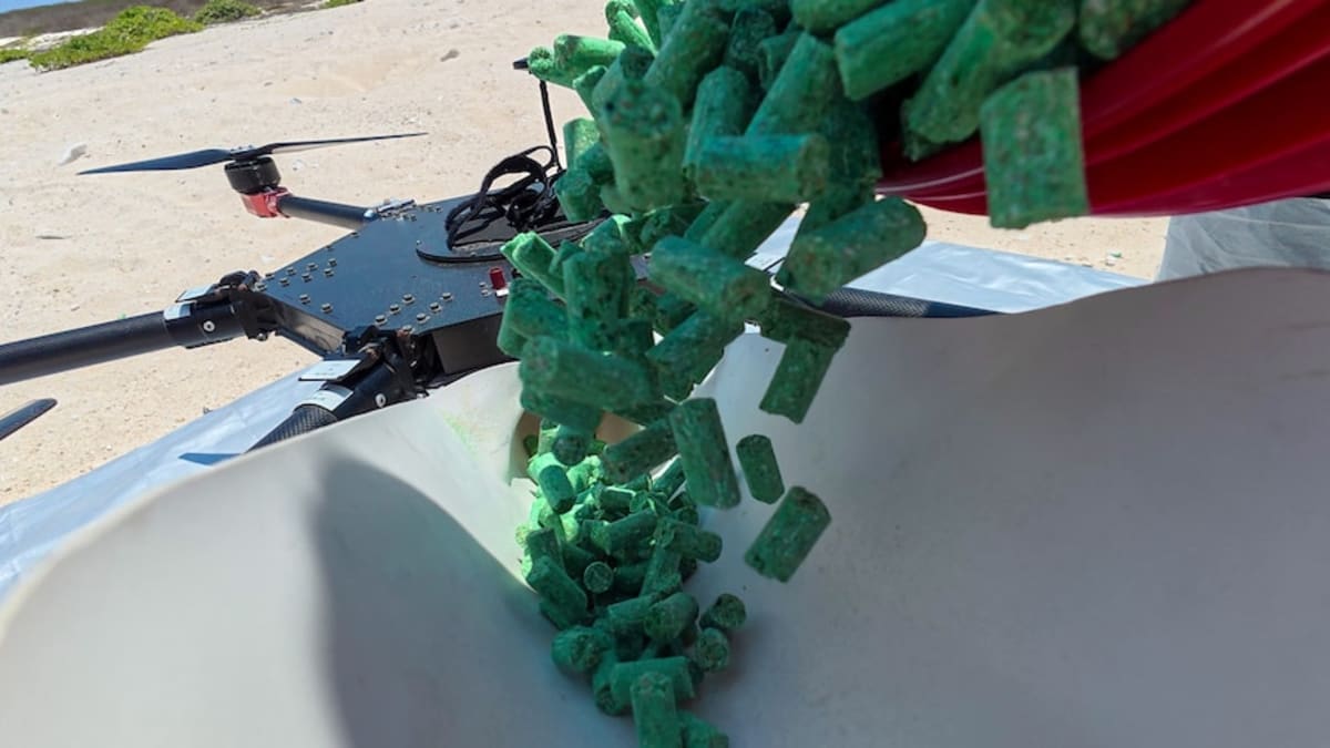 Drone Tech Saves Remote Island From Mouse Plague - Image 2