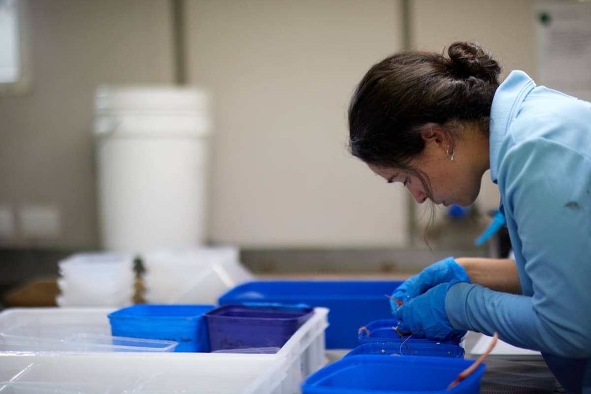 Scientists Discover 149 New Species in Remote Australian Waters - Image 5