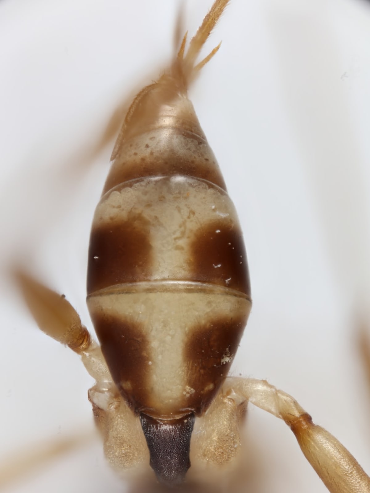 New Wasp Named for David Attenborough's 100th Birthday - Image 3