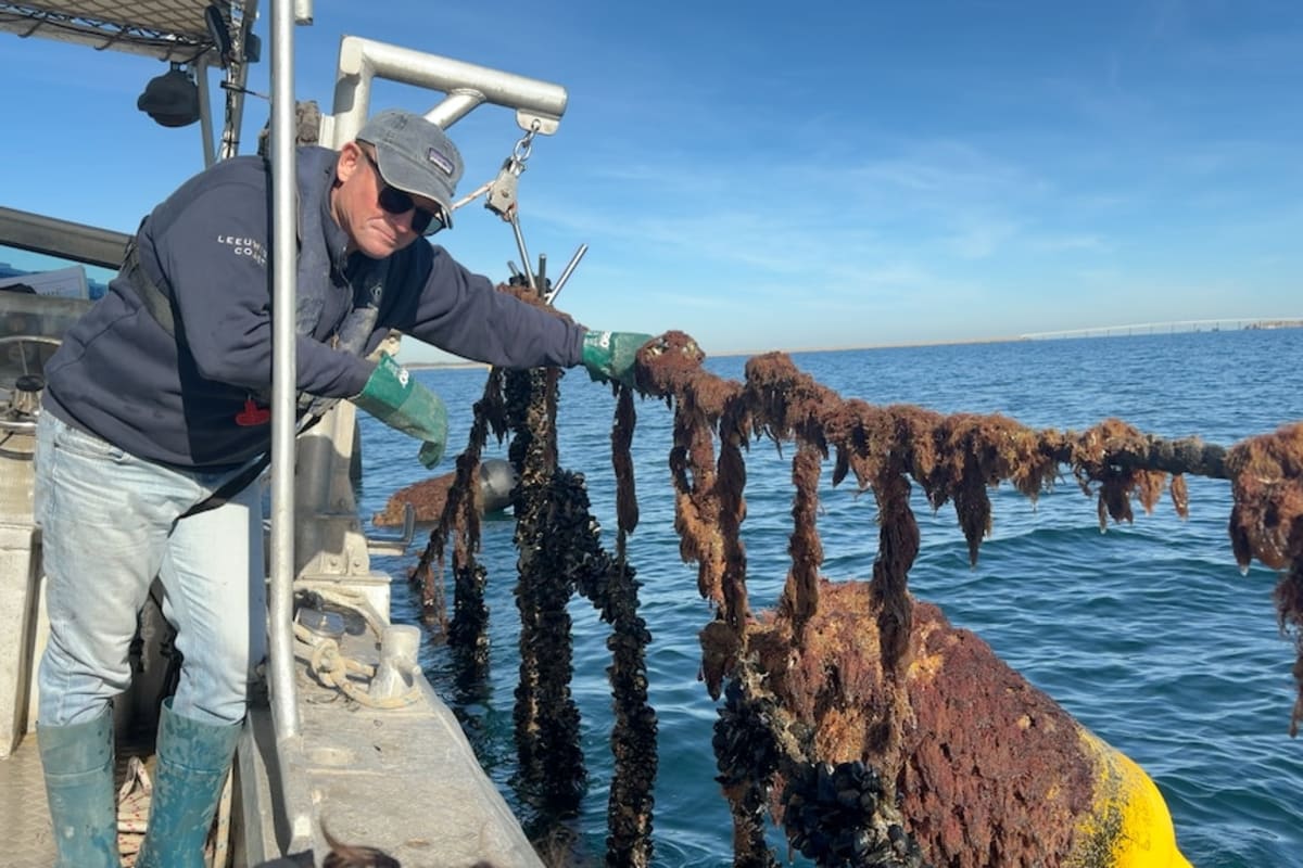 Millions of Mussels Clean Up Perth Bay, Revive Ecosystem - Image 5