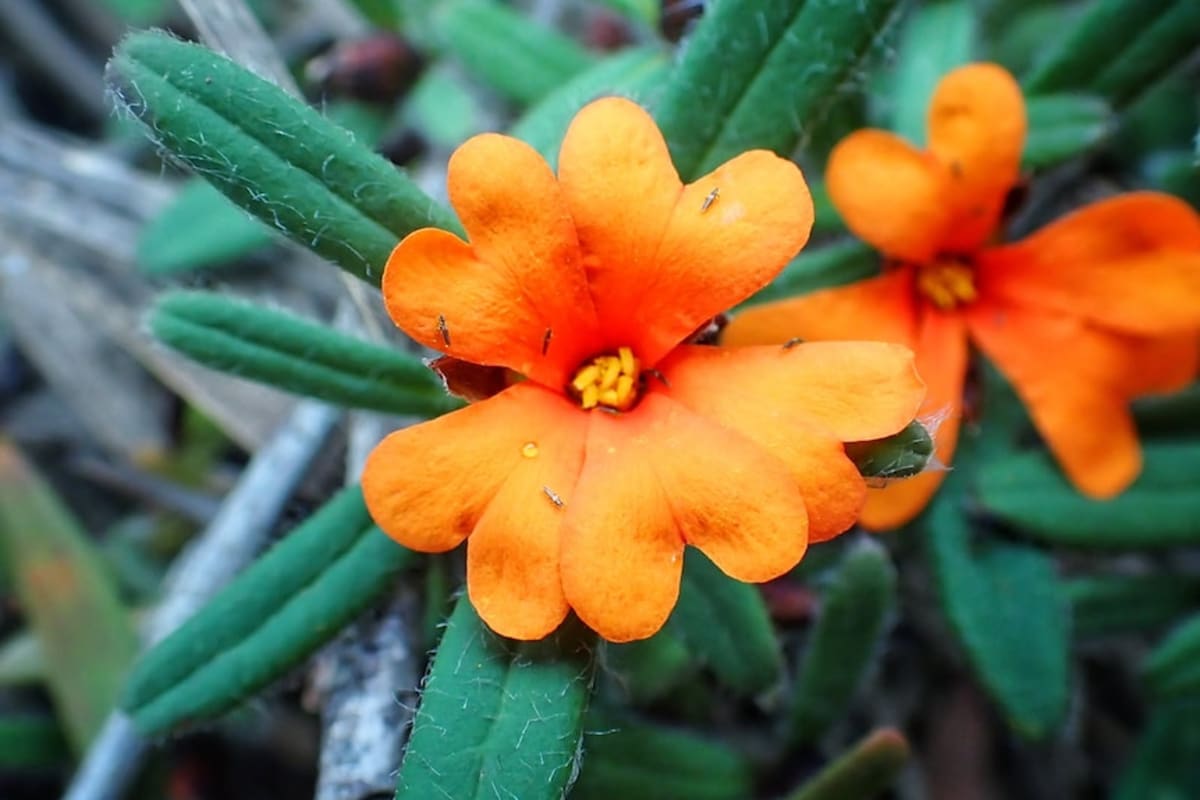 Western Australia's Wildflowers Bloom 365 Days a Year - Image 5