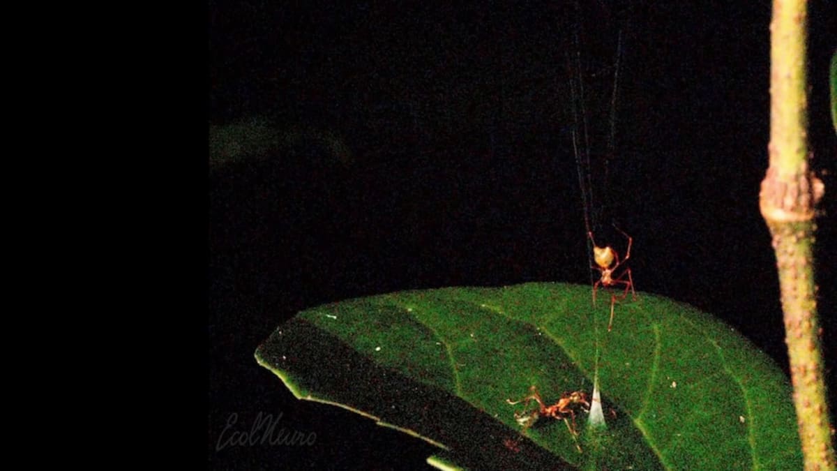 Queensland Spider Uses Ancient Weapon Trick to Hunt Ants - Image 2