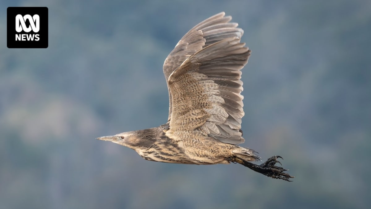 Flooded Potato Farm Now Sanctuary for 108 Bird Species