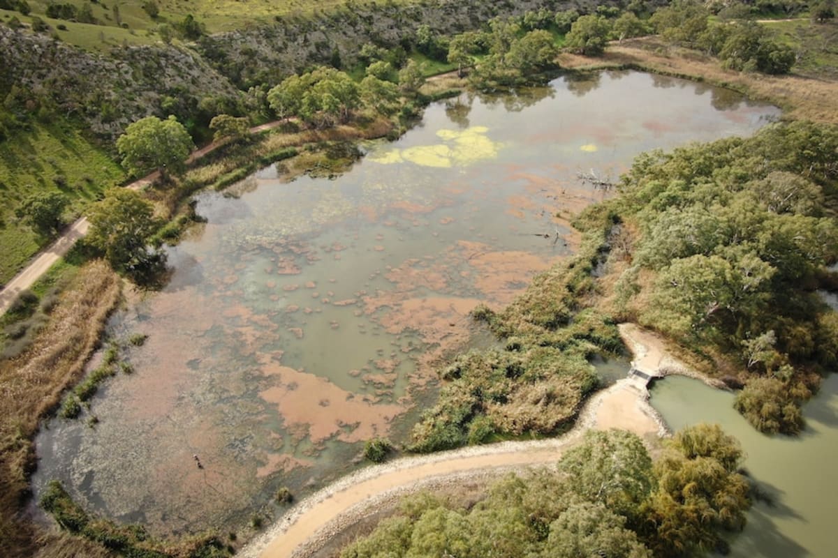 Australian Wetland Thrives After Carp Removal Success - Image 4