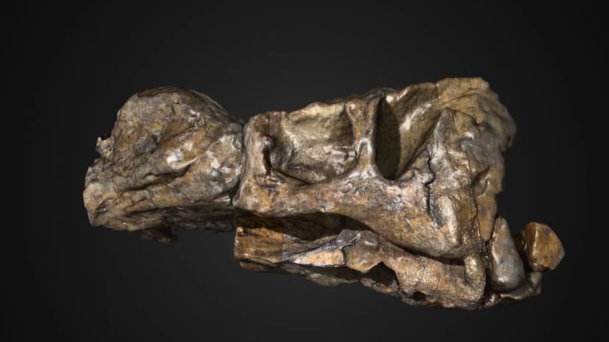 1,300 New Bones Reveal Dinosaur's Real Face After 60 Years - Image 5