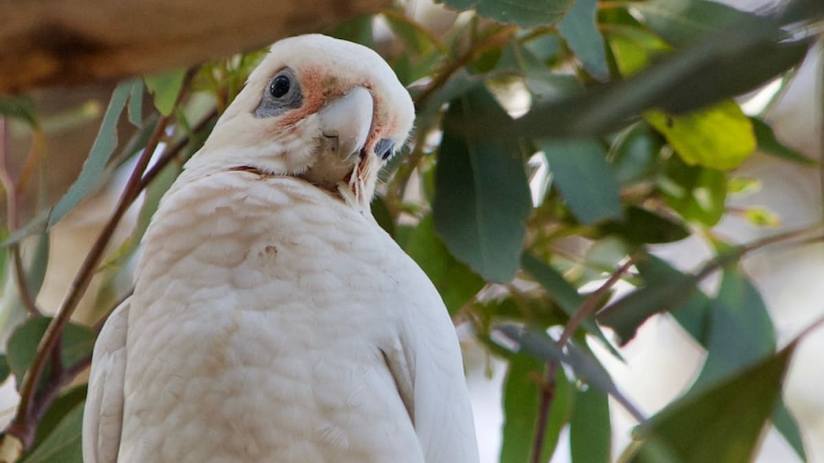 UK Company Stops 20,000 Bird Cull at Australian Cattle Station - Image 2