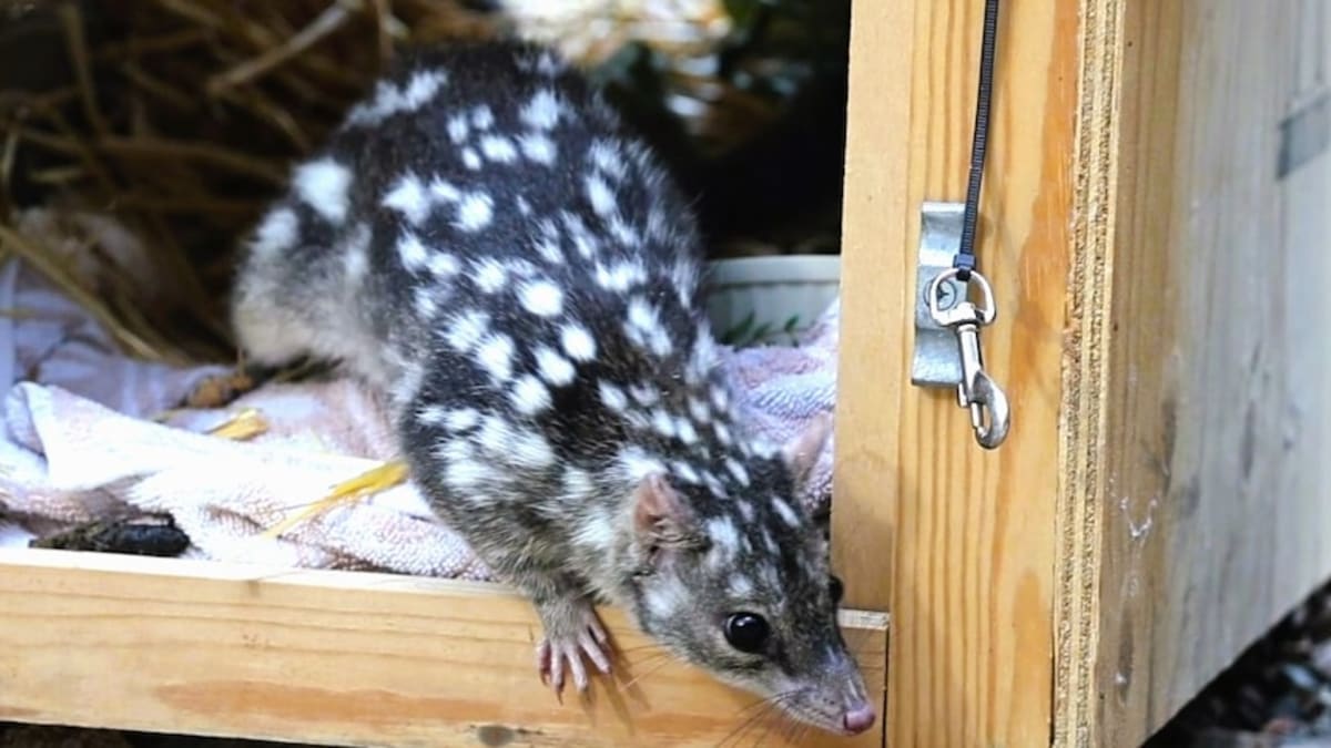 Endangered Quoll Survives 600km Truck Ride to Brisbane - Image 3