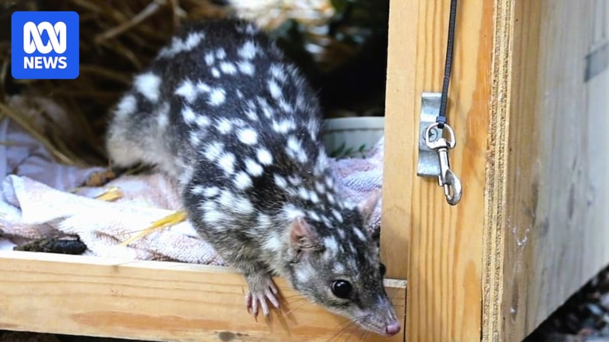 Small spotted northern quoll marsupial being released into bushland habitat near Rockhampton Queensland