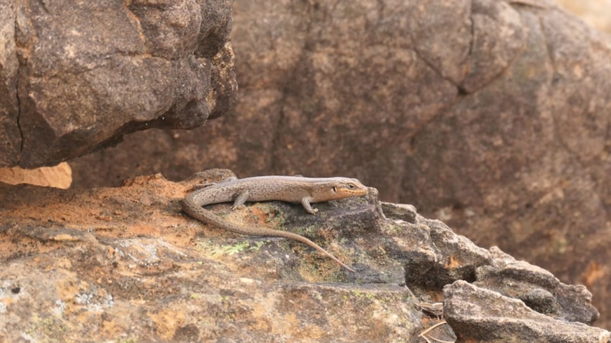 Australia's Rarest Reptile Found After 25 Years - Image 2