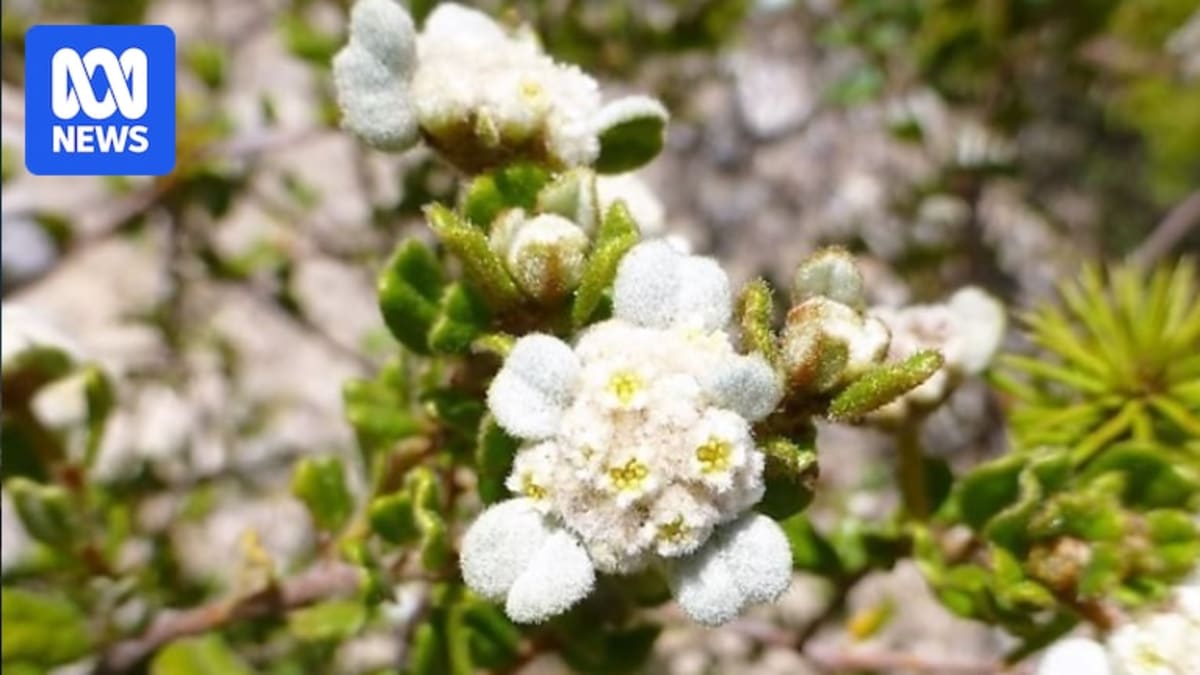 Scientists Racing to Save Australia's Rarest Plant