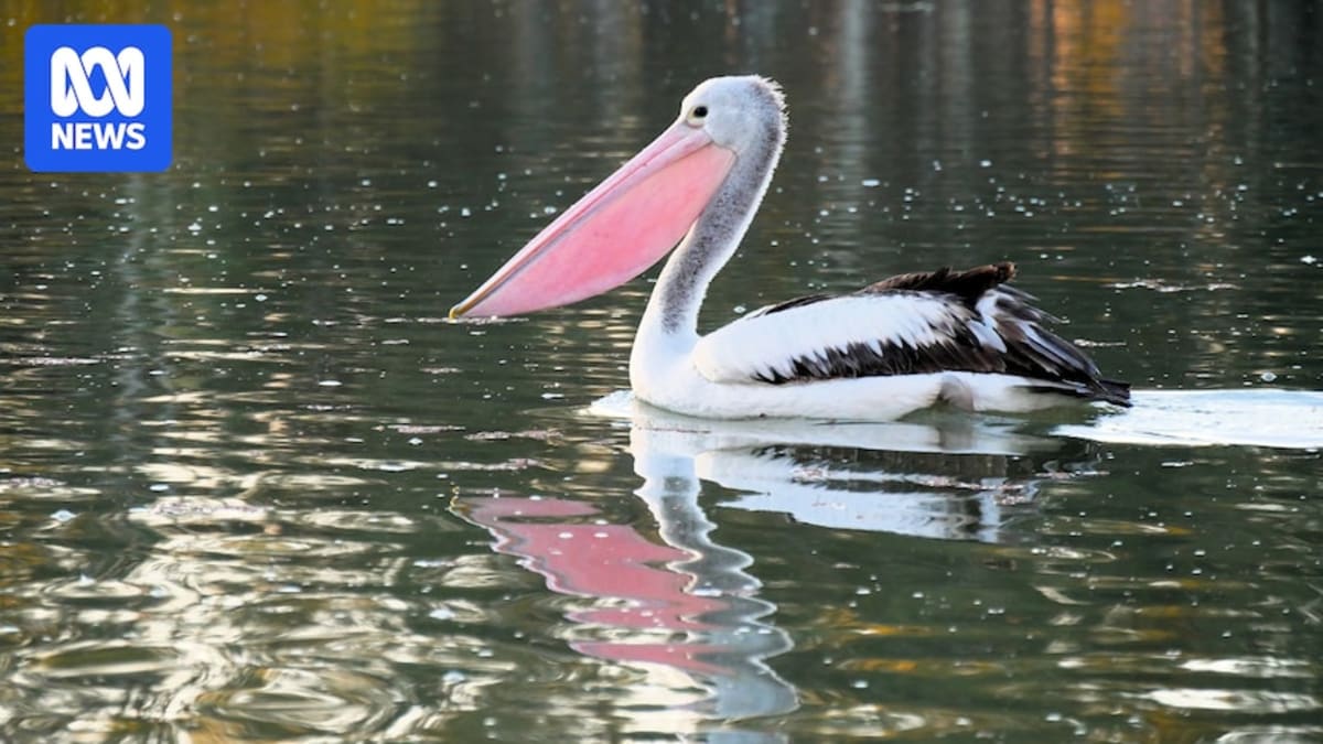Rain Brings Rare Bird Boom to Drought-Hit South Australia