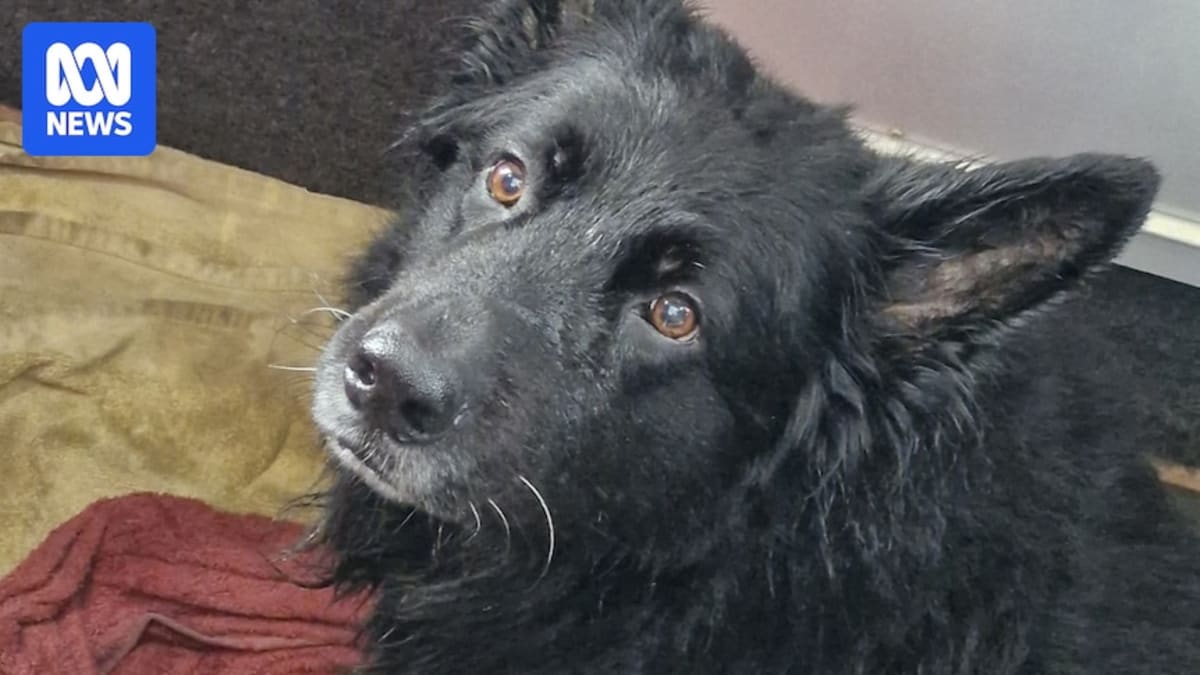 Wet shaggy dog Bruce wrapped in towels aboard rescue boat after North Sea rescue