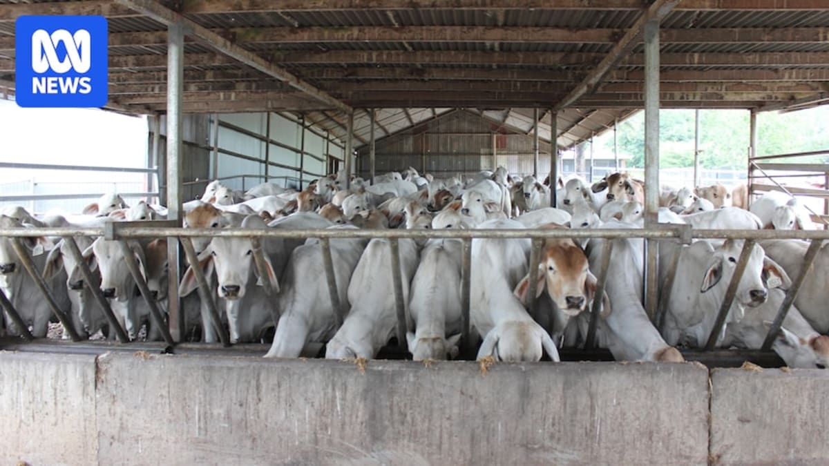 Australian DNA Test Solves Hornless Cattle Mystery