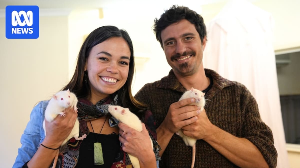 White and brown rat being held gently in human hands at adoption center