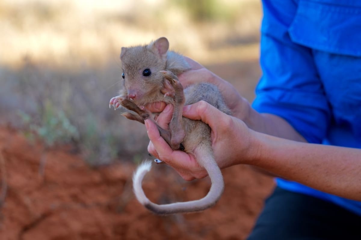 Burrowing Bettongs Return to Outback After Decades - Image 3