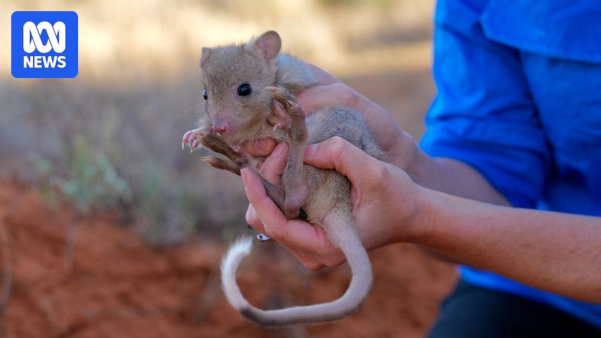 Burrowing bettong, a small kangaroo relative, being released into outback NSW wilderness