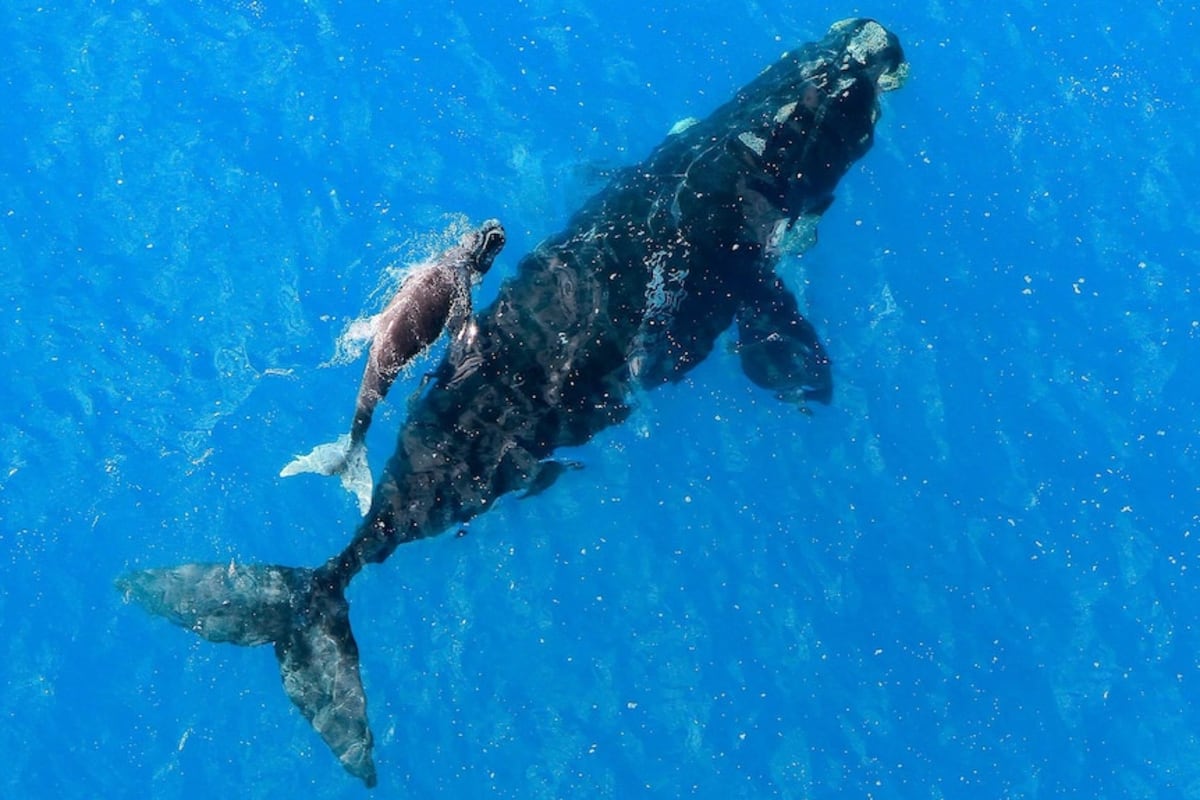 50 Years of Data Shows Australian Whales Thriving - Image 2