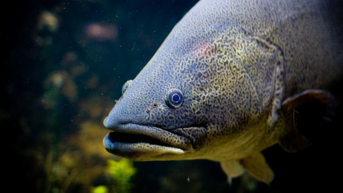 Australia's Iconic Murray Cod Bounces Back After 50 Years - Image 2