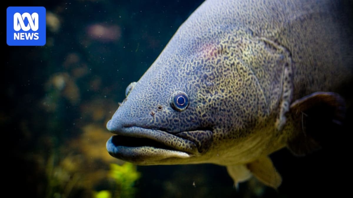 Australia's Iconic Murray Cod Bounces Back After 50 Years
