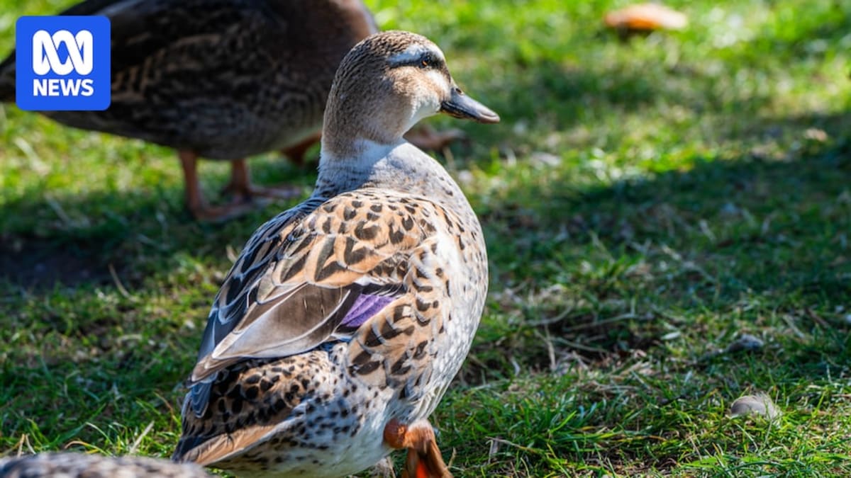 Native Pacific black duck swimming in Tasmanian waterway, facing conservation challenges