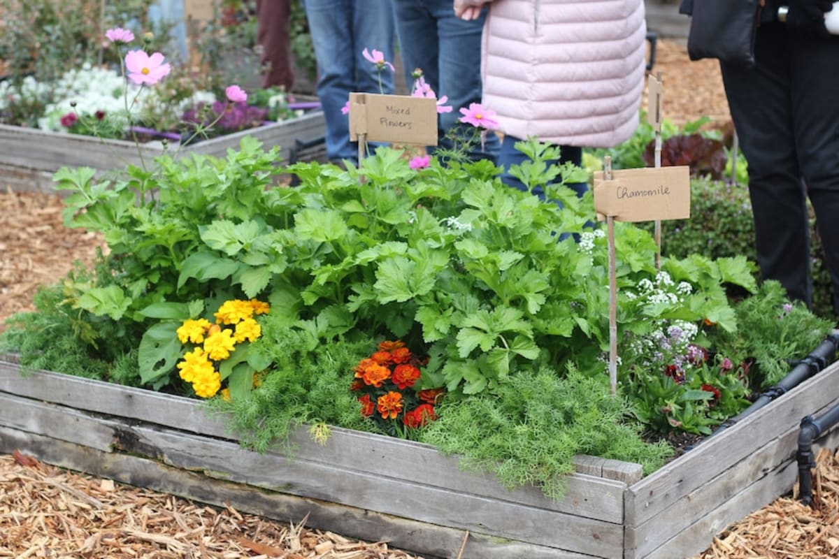 Permaculture Movement Blooms Again During Oil Crisis - Image 4