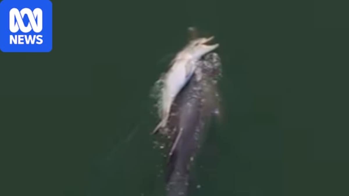 Drone footage shows dolphin pod surrounding grieving mother carrying deceased calf in Western Australia estuary