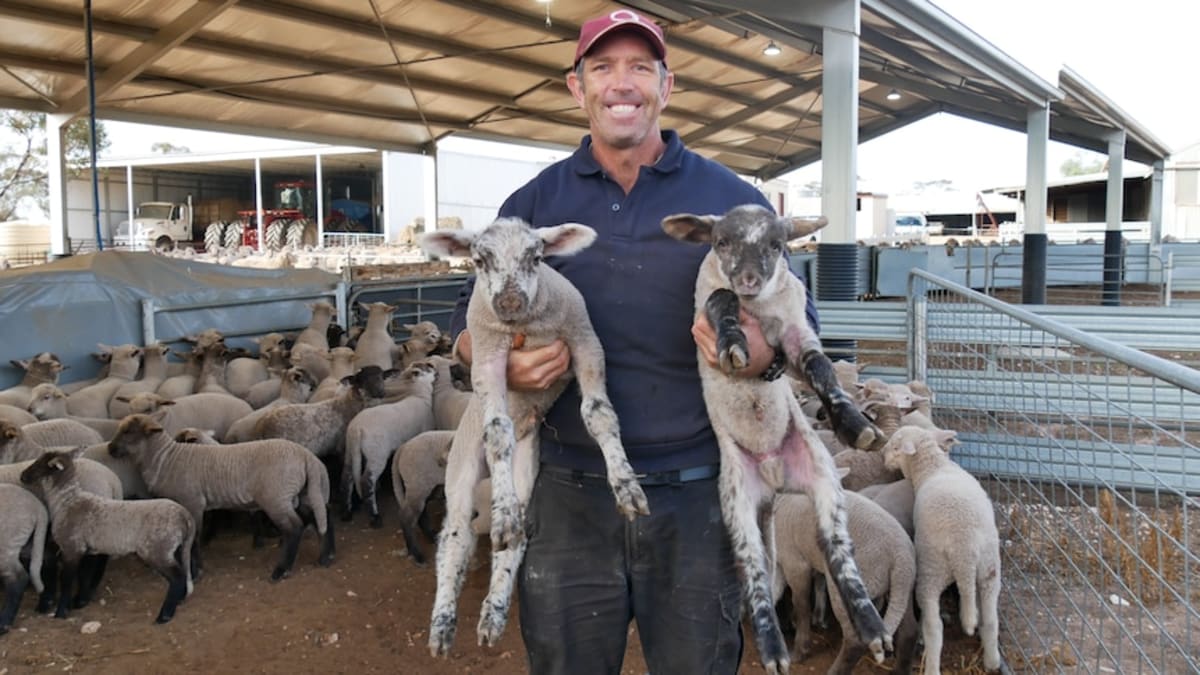 Australia Sheep Farm Sees Twin Lambs Boom After Rain - Image 2