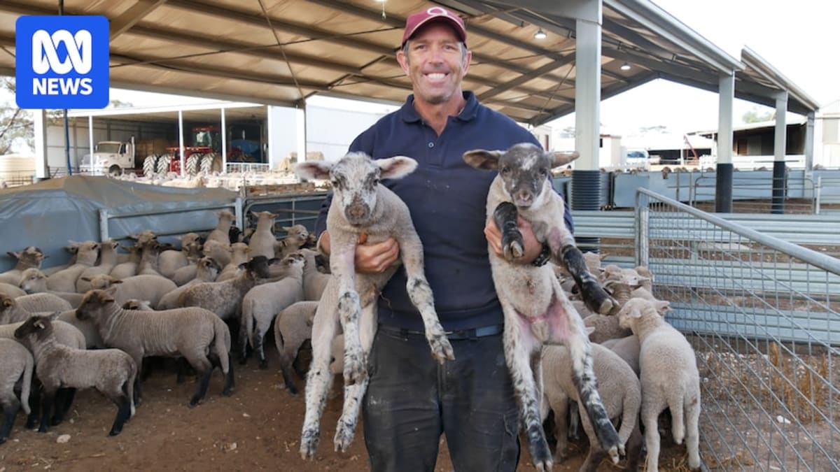 Australia Sheep Farm Sees Twin Lambs Boom After Rain