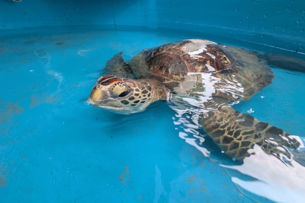 50kg Sea Turtle Saved After Days Stranded Upside Down - Image 4