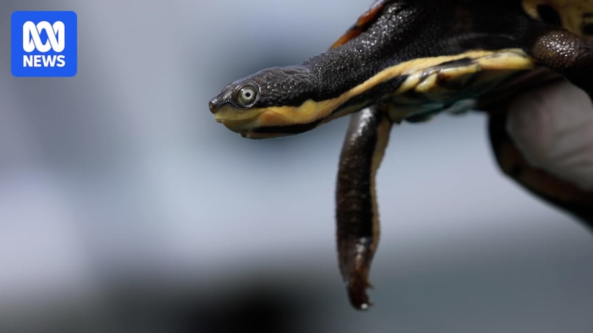 Endangered Turtles Thrive After Record NSW Floods