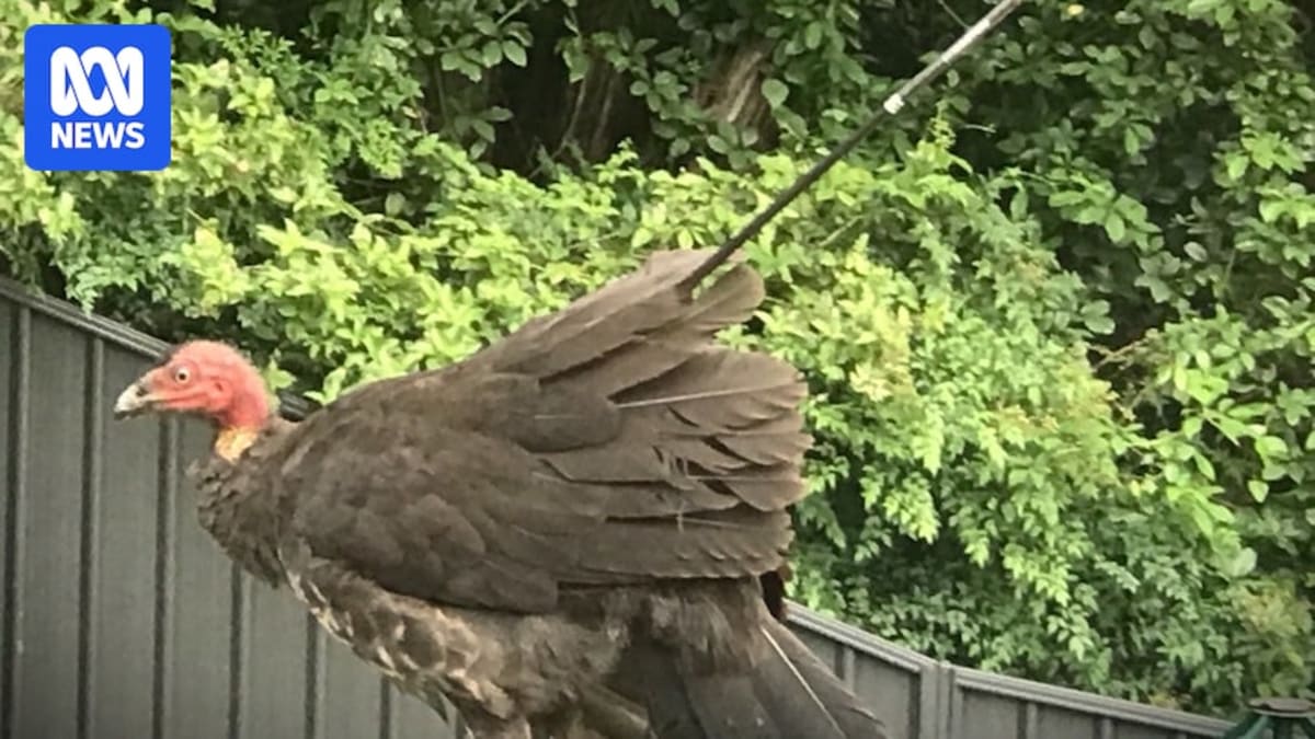 Brush Turkey Survives 6 Months With Arrow in Shoulder