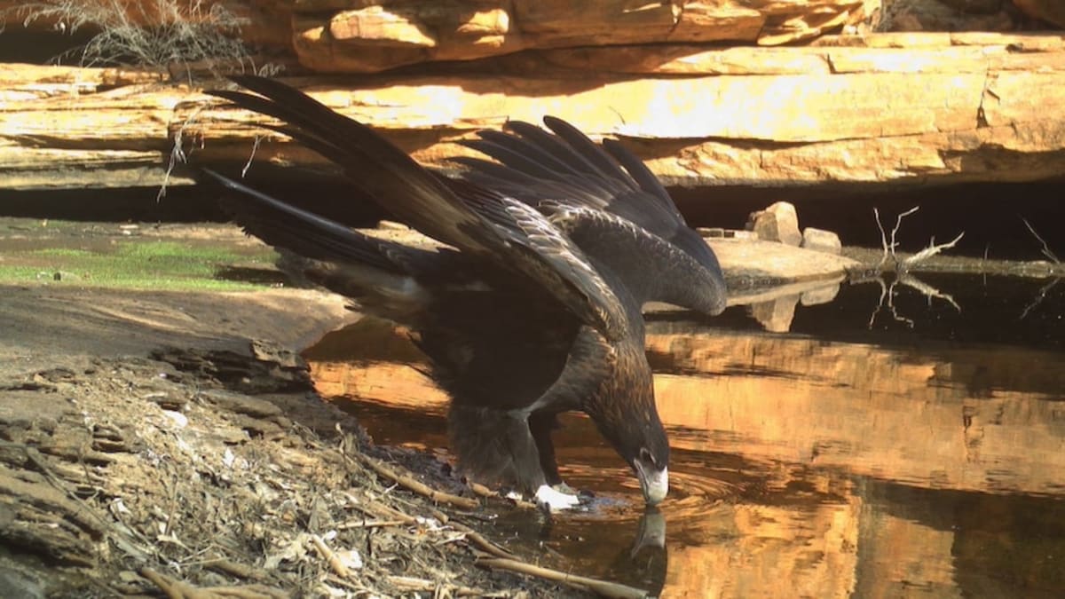 Australia Live Streams Desert Waterhole Wildlife 24/7 - Image 2