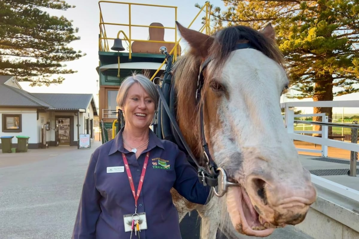 Albert the Clydesdale: 13 Years Pulling Historic Tram - Image 4