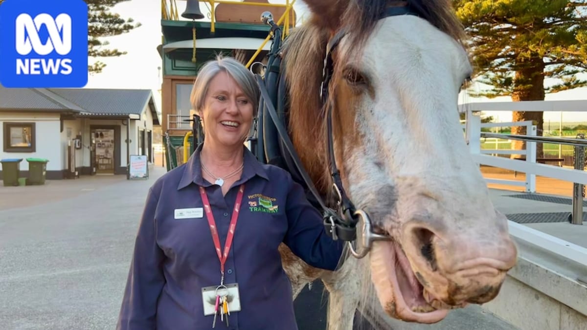 Albert the Clydesdale horse standing tall in harness at Victor Harbor tramway