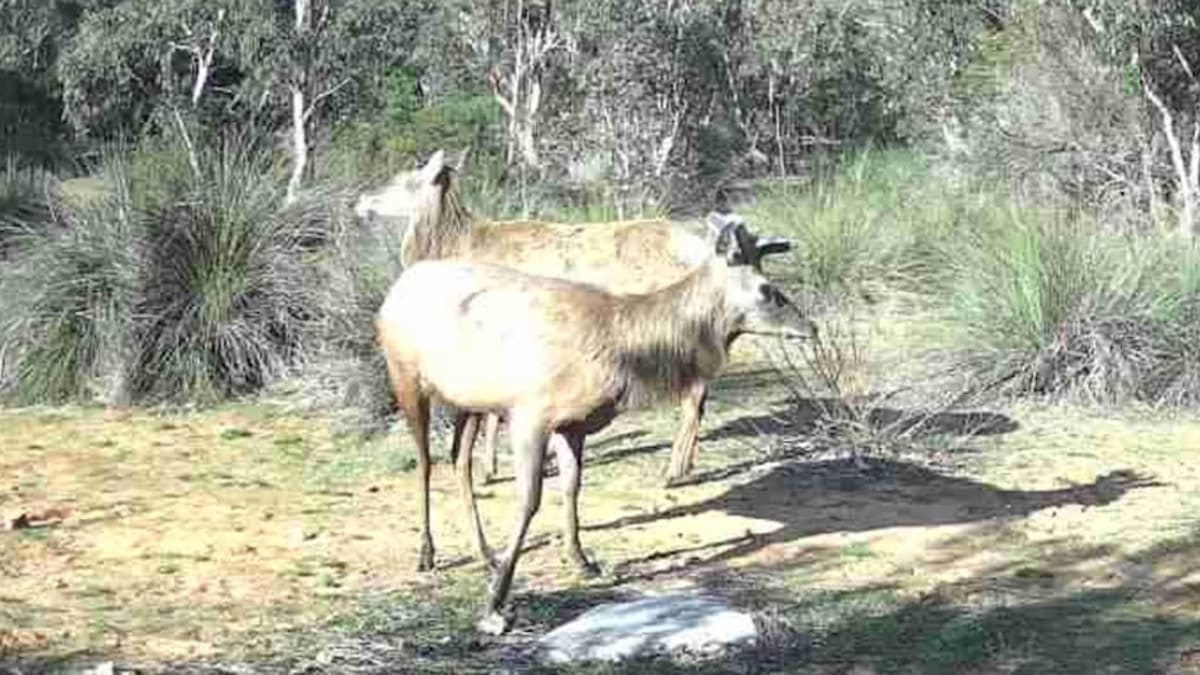 South Australia Tackles Feral Deer with New Tracking Tech - Image 2