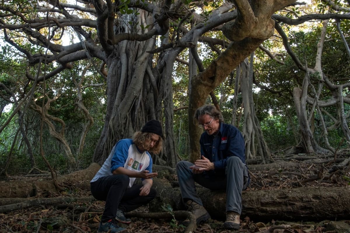 Lord Howe Island: 60% More Insects After Rat Removal - Image 4